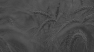 donations_bg