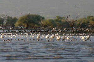 Λίμνη Κερκίνη